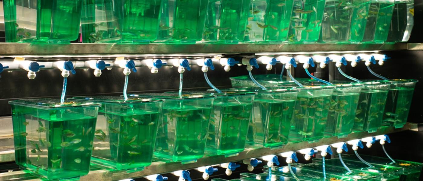 Rows of zebrafish tanks in the lab